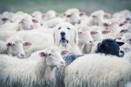 How to Keep a Dog Healthy and Happy on the Homestead Image